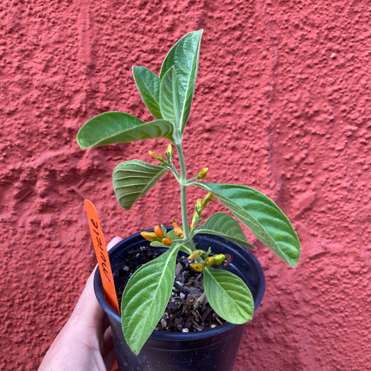 Muicle - Mexican Honeysuckle (Justica spicigera)