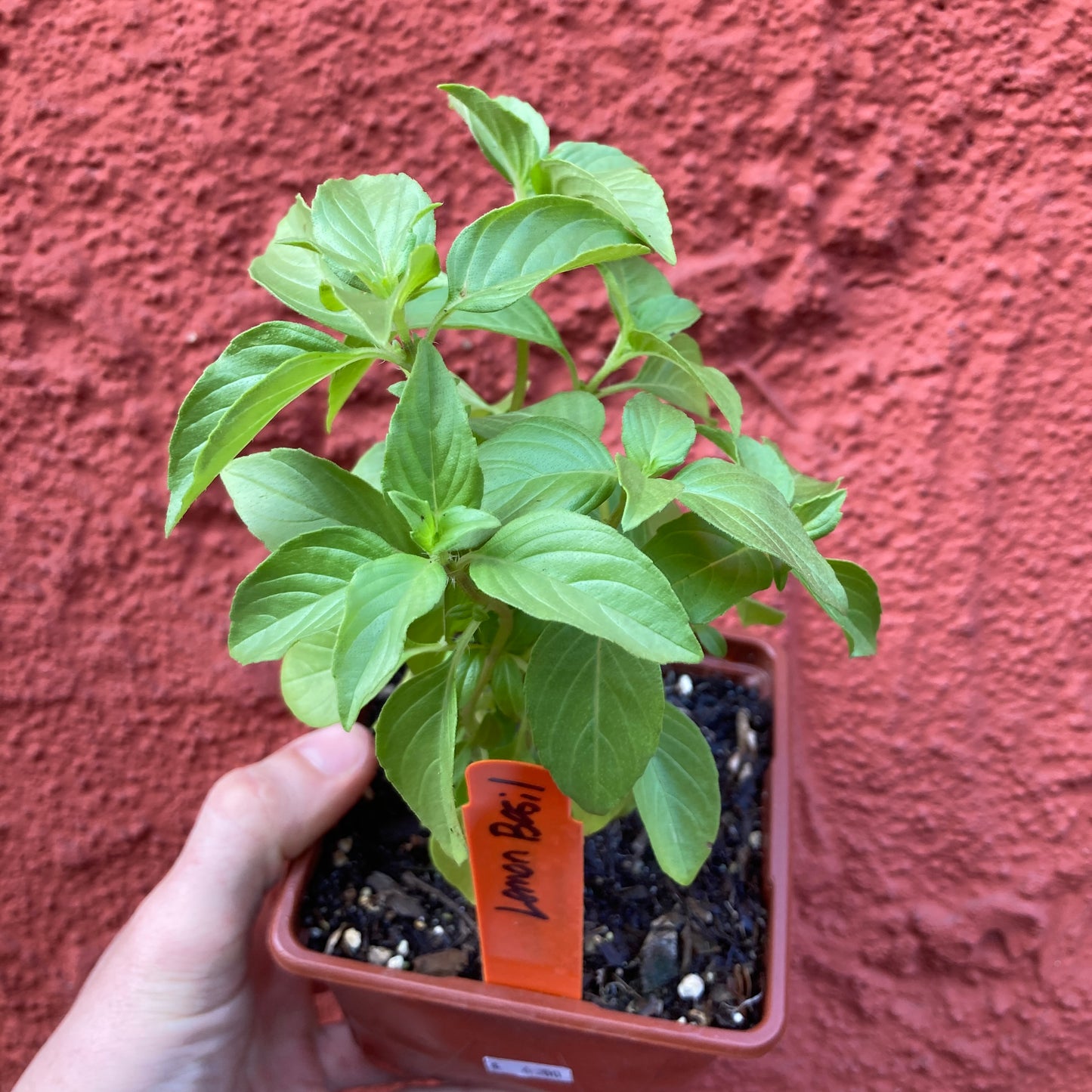 Lemon Basil