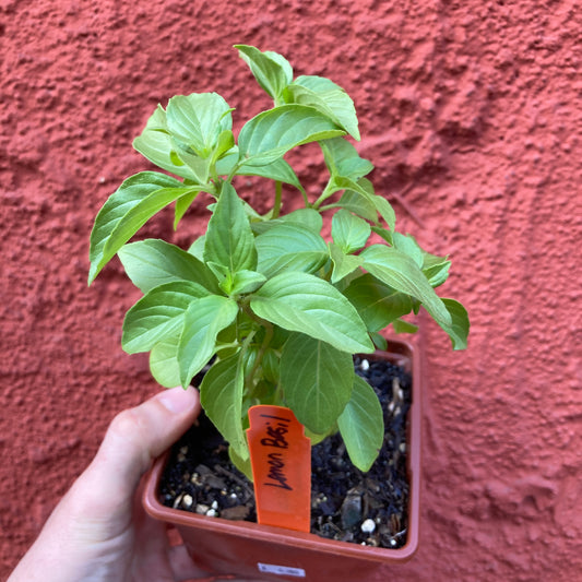Lemon Basil