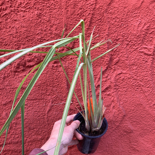 Thai Lemongrass