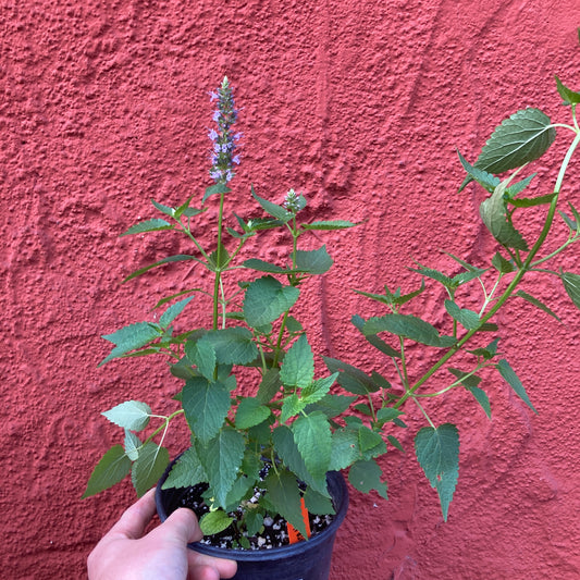 Anise Hyssop