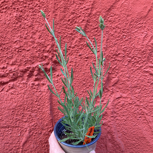 English Lavender - Lavandula angustifolia