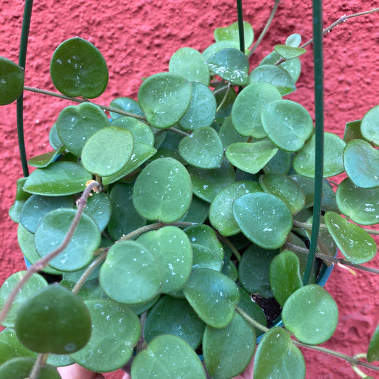 Hoya 'Mathilde'