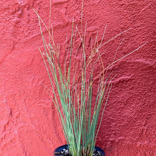 Juncus patens 'Will Fleming'