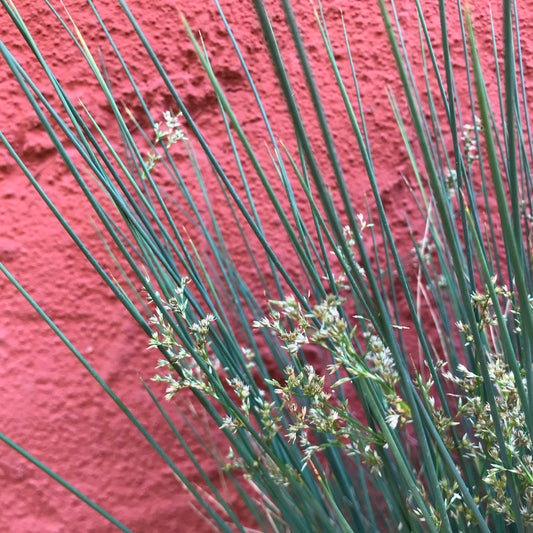 Juncus patens - California Grey Rush