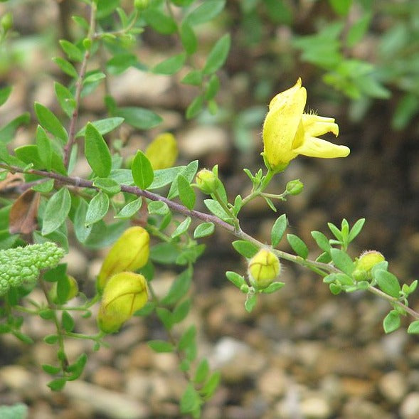 Keckiella antirrhinoides - Yellow Bush Snapdragon