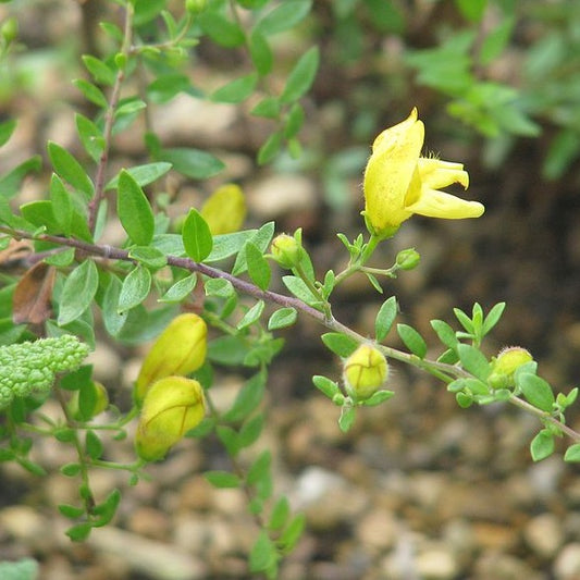 Keckiella antirrhinoides - Yellow Bush Snapdragon