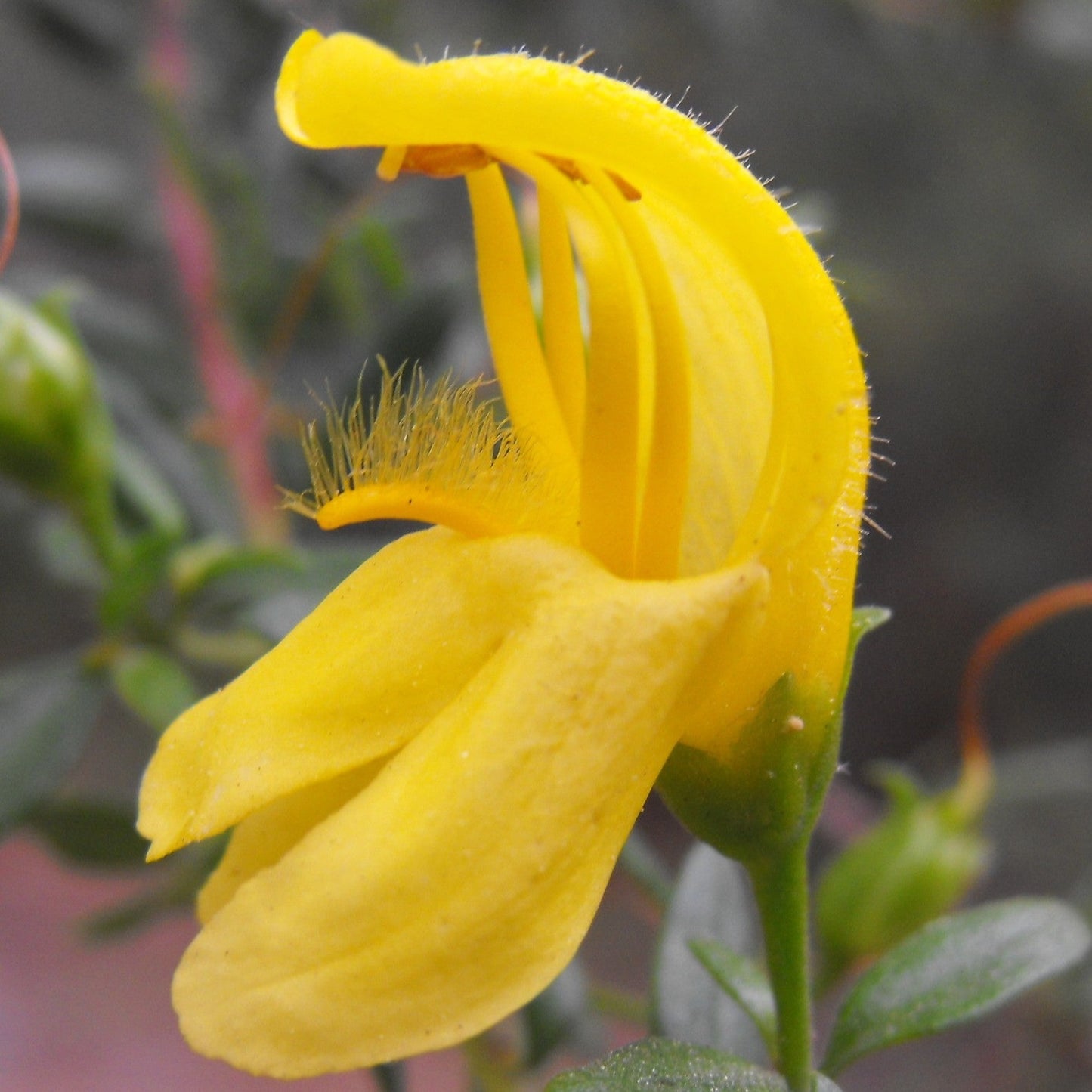 Keckiella antirrhinoides - Yellow Bush Snapdragon