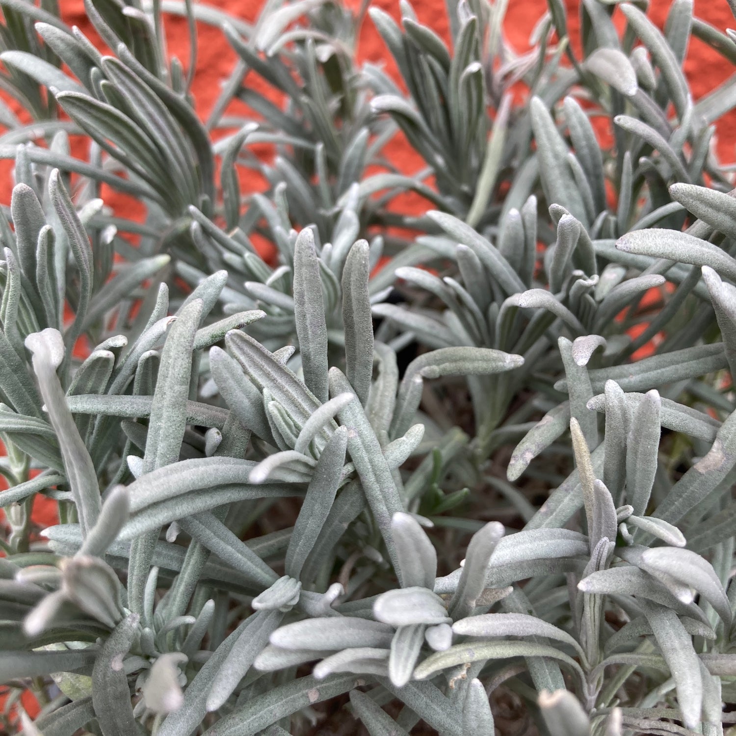 silver grey lavender plant Lavandula 'Phenomenal'