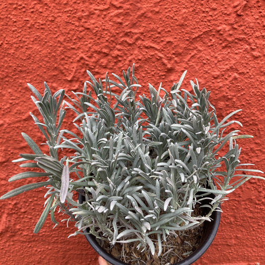 Lavandula intermedia 'Phenomenal' - Lavender