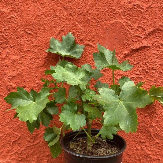 Lavatera ‘Black Heart’ - Black Heart Tree Mallow