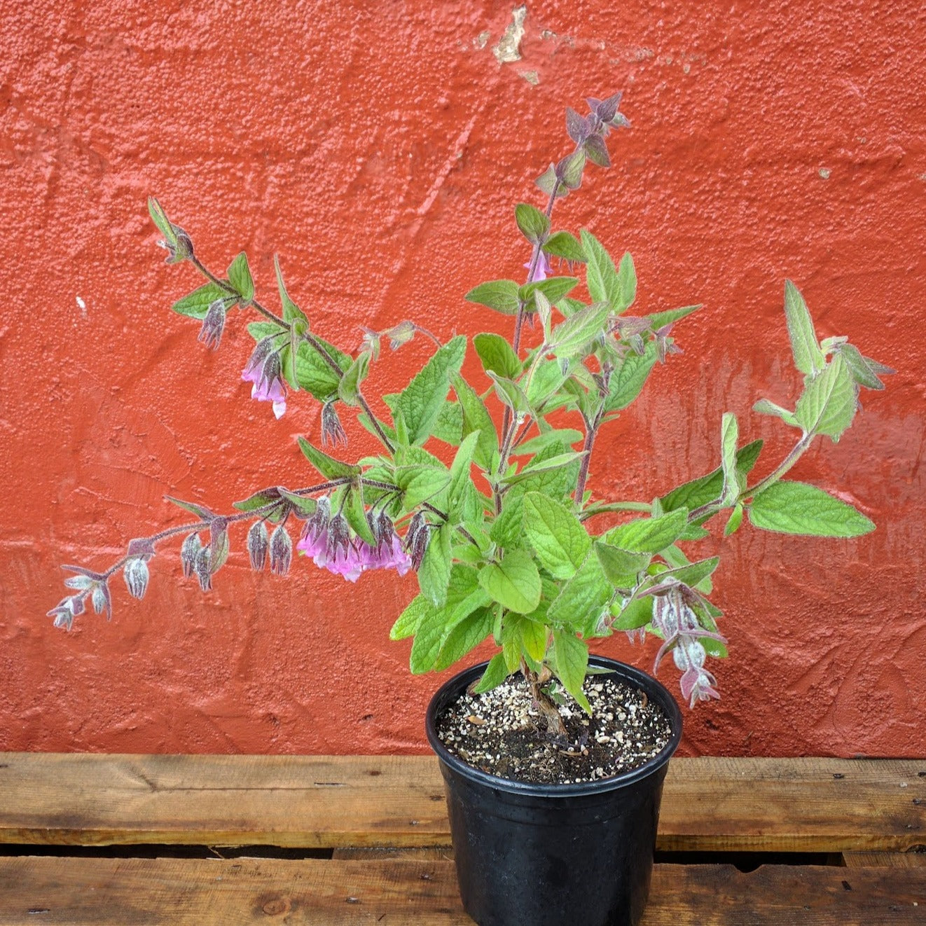 Lepechinia fragrans - Fragrant Pitcher Sage