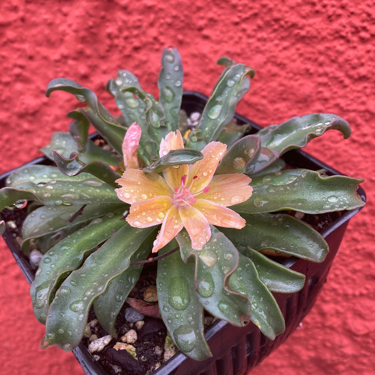 Lewisia 'Little Peach' - Cliff Maids