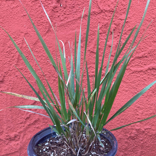 Leymus condensatus - Giant Wild Rye