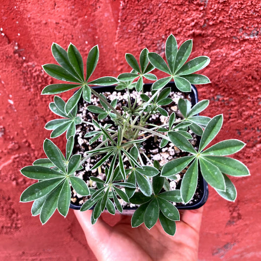 Lupinus albifrons - Silver Bush Lupine