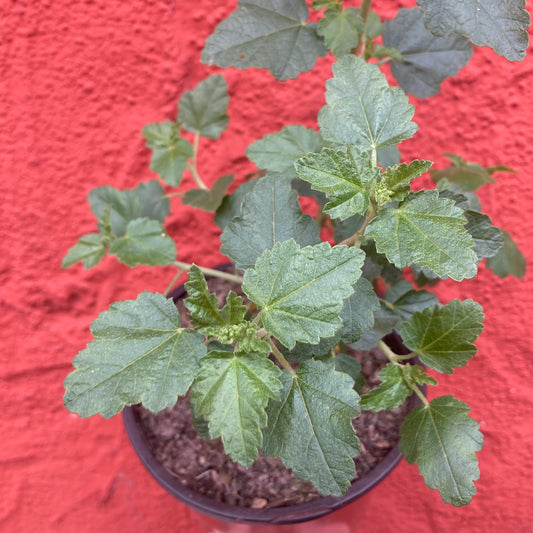 Malacothamnus fasciculatus - Chaparral Mallow