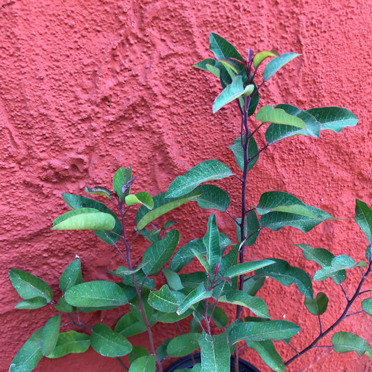 Malosma laurina (syn. Rhus laurina) - Laurel Sumac