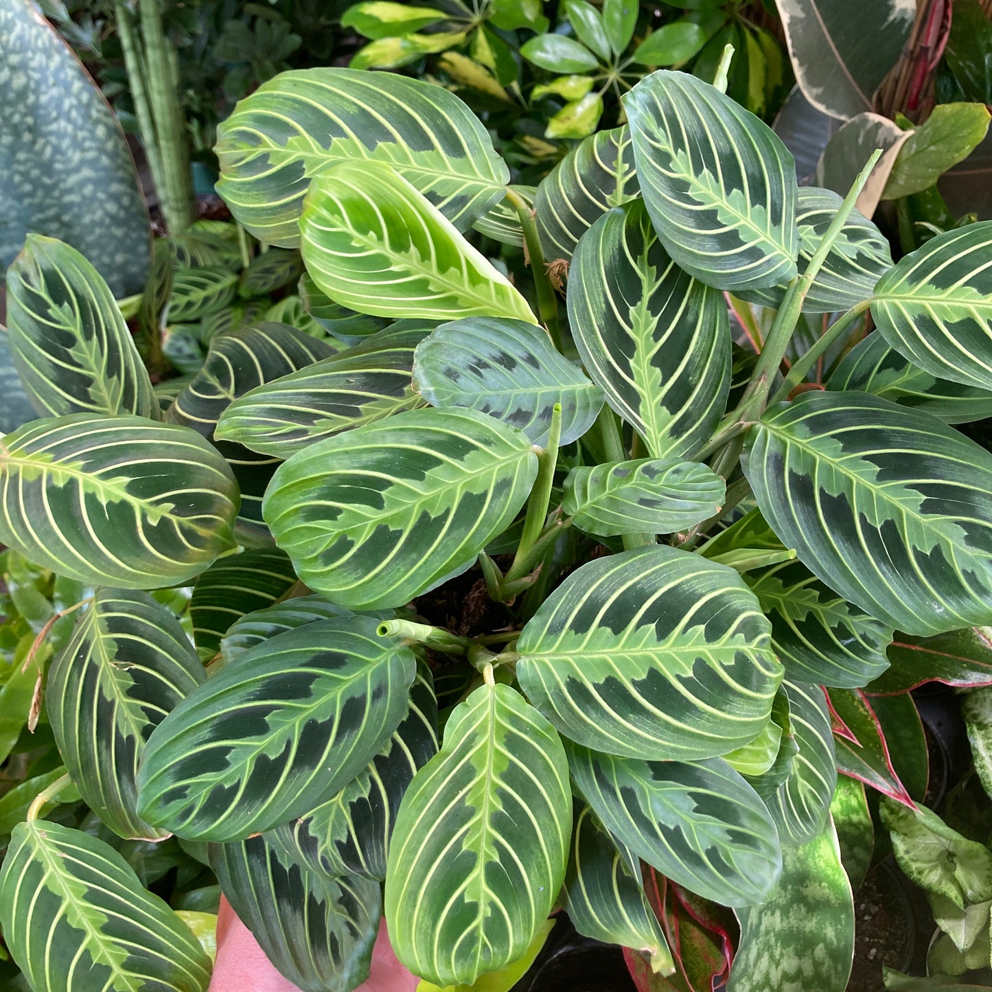 Maranta 'Lemon Lime' - Prayer Plant