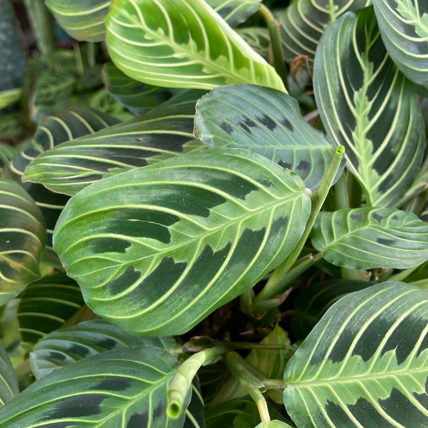 Maranta 'Lemon Lime' - Prayer Plant