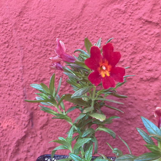 Mimulus ‘Mai Tai Red’ - Mai Tai Red Monkeyflower