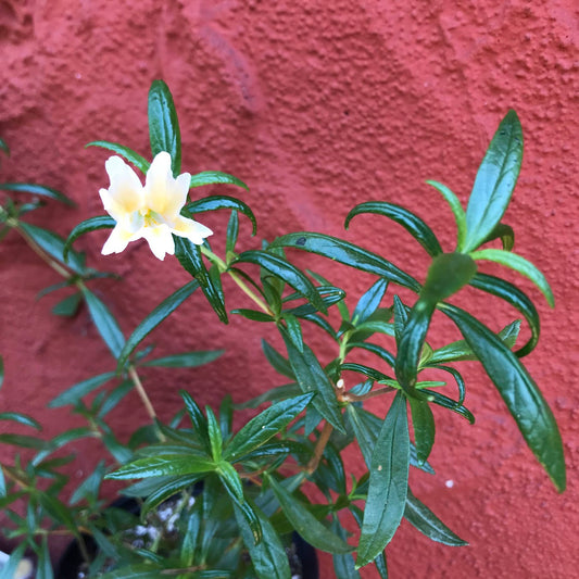 Mimulus ‘Eleanor’ - Eleanor's Monkeyflower