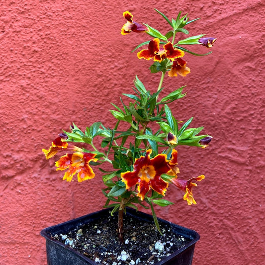 Mimulus ‘Jelly Bean Fiesta Marigold’- Fiesta Marigold Monkeyflower