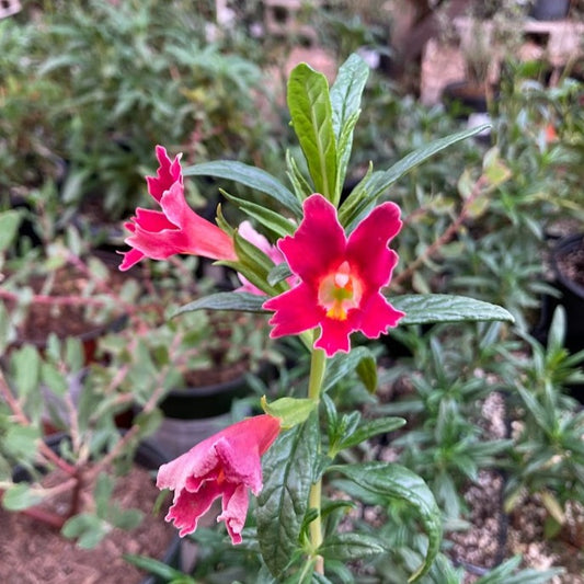 Mimulus 'Jelly Bean Dark Pink’ - Dark Pink Jelly Bean Monkeyflower