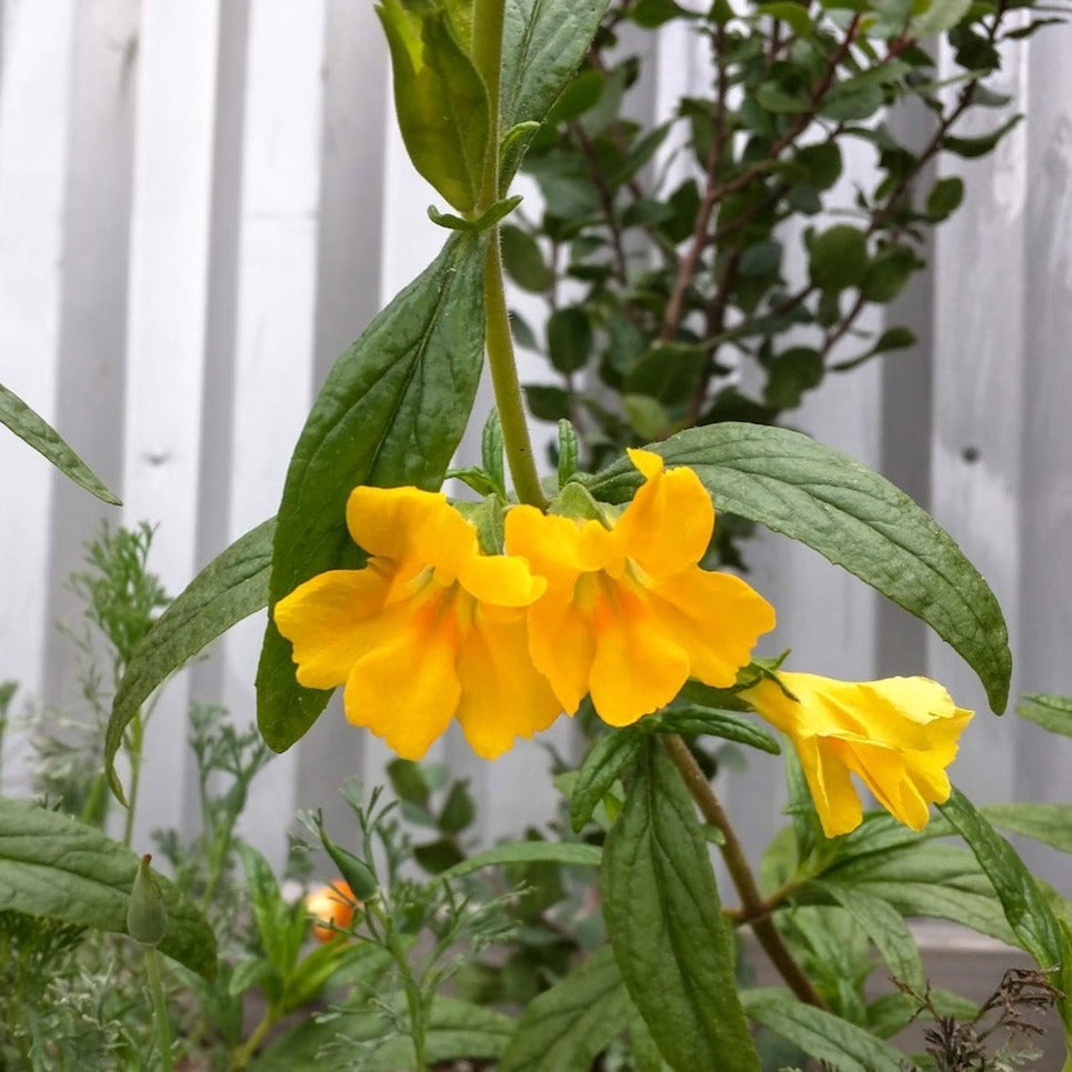 Mimulus 'Jelly Bean Gold' - Gold Monkey Flower