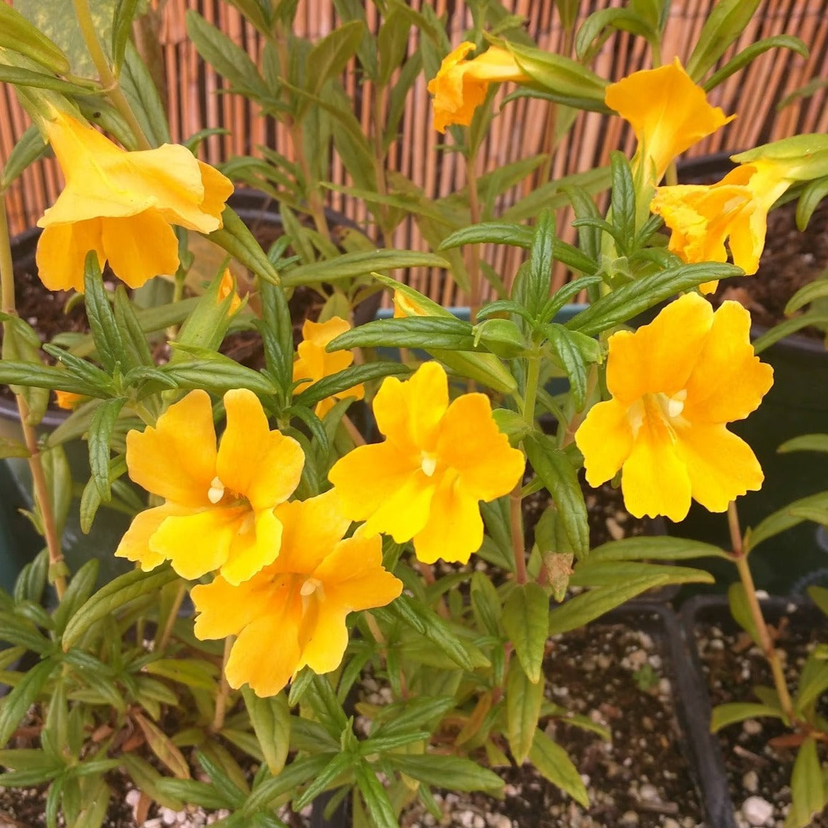 Mimulus 'Jelly Bean Gold' - Gold Monkey Flower