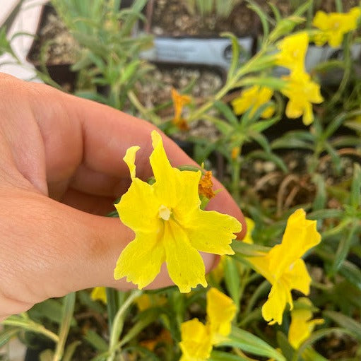 Mimulus 'Jelly Bean Lemon' - Lemon Monkeyflower