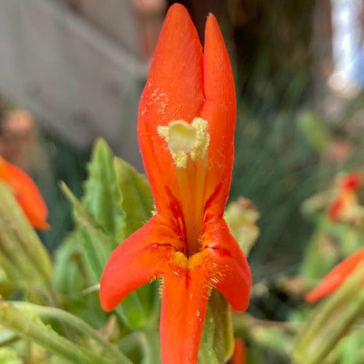 Mimulus cardinalis - Scarlet Monkey Flower