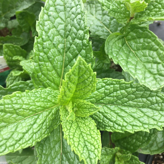 Mint