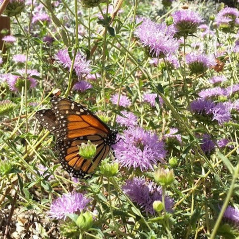 Monardella villosa - Coyote Mint