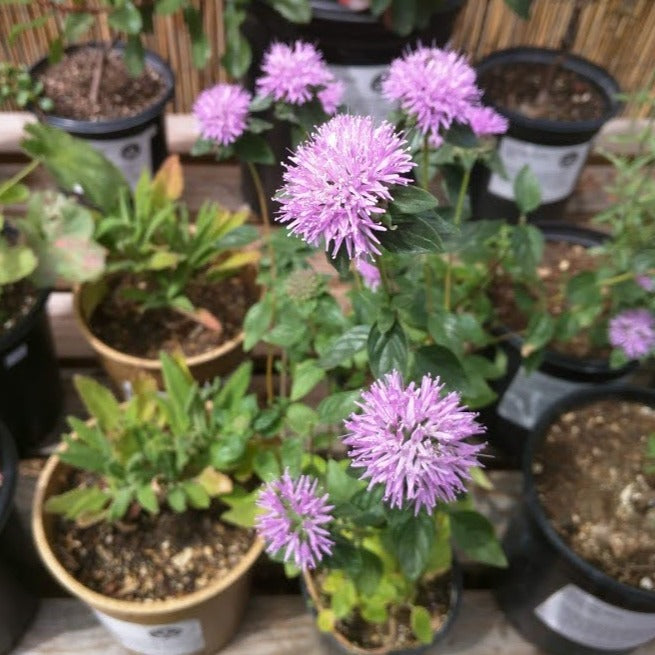 Monardella villosa 'Russian River' - Russian River Coyote Mint