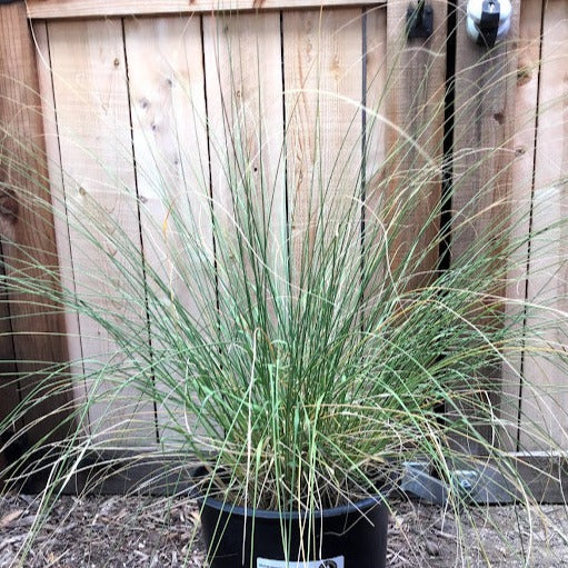 Muhlenbergia rigens - Deergrass