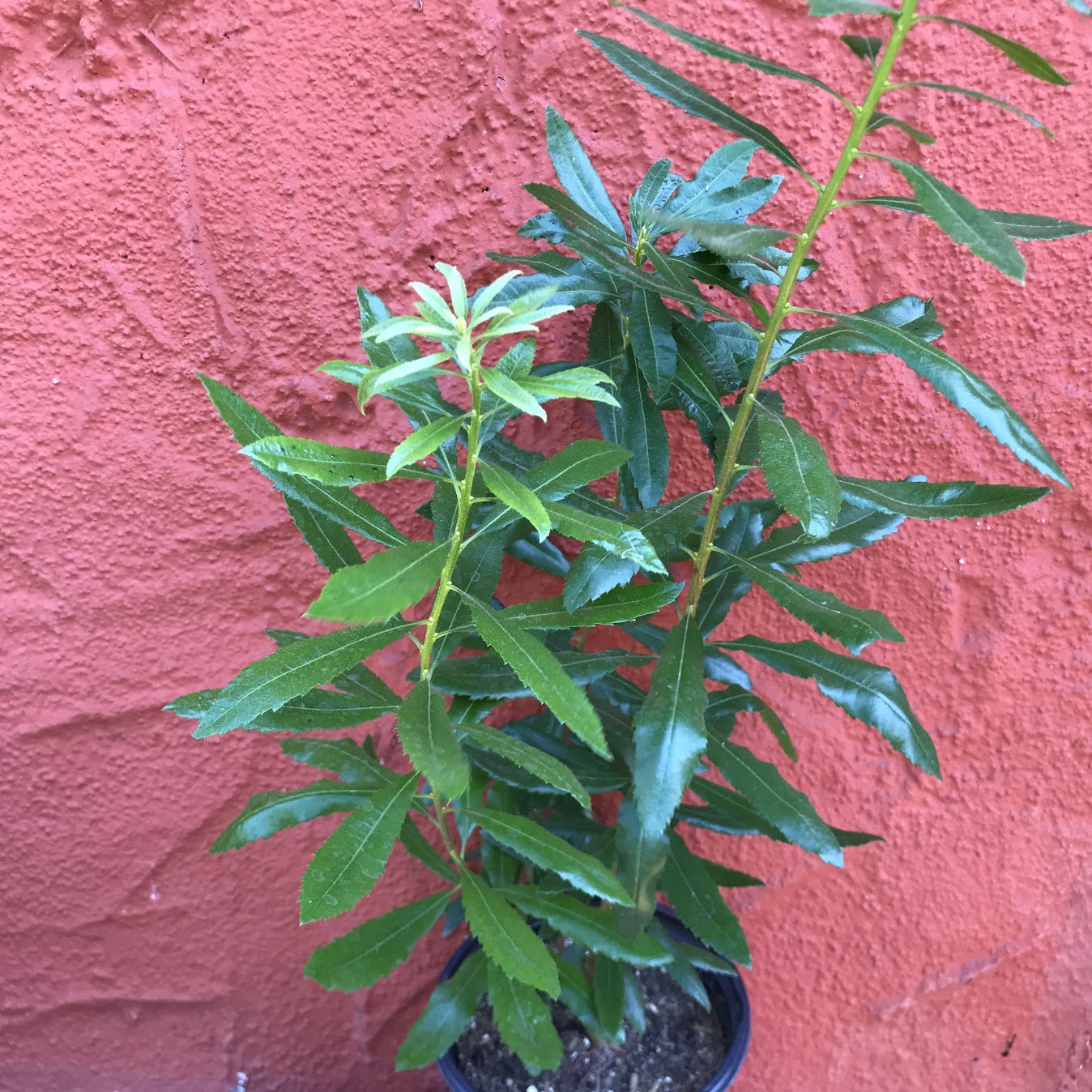Myrica californica (syn. Morella californica) - Pacific Wax Myrtle