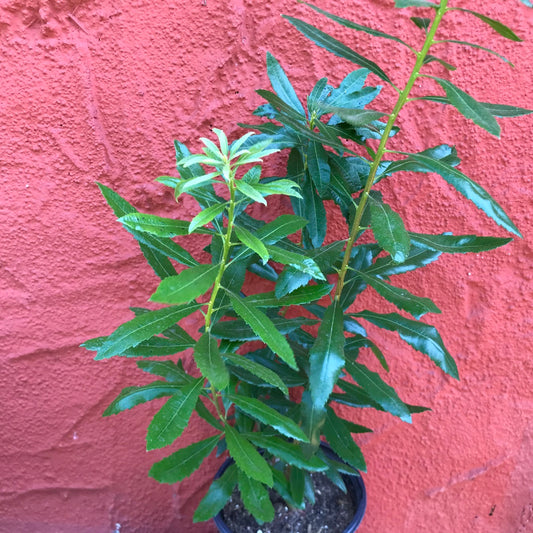 Myrica californica (syn. Morella californica) - Pacific Wax Myrtle