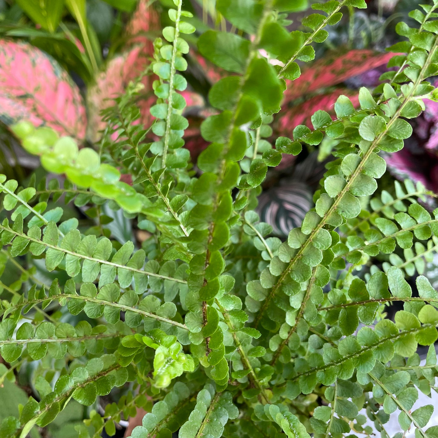 Nephrolepis cordifolia - Lemon Button Fern