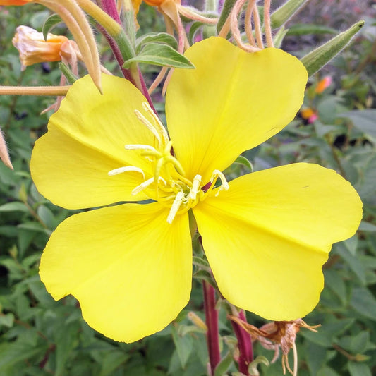 Oenothera elata - Hooker's Evening Primrose, Tall Evening Primrose
