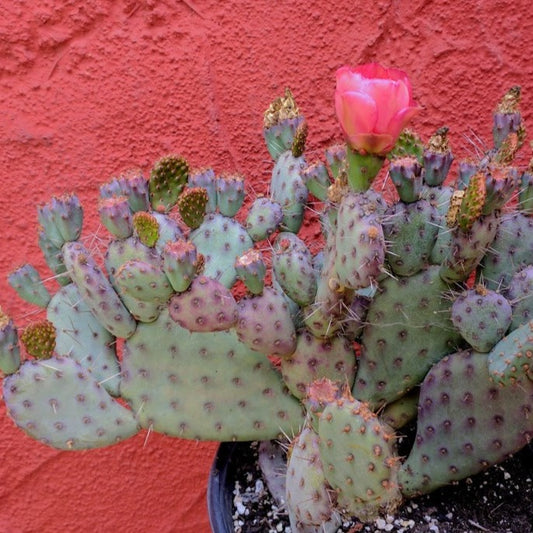 Opuntia ‘Baby Rita’ - Baby Rita Prickly Pear