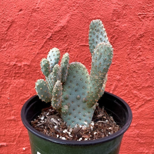 Opuntia basilaris - Beavertail Cactus