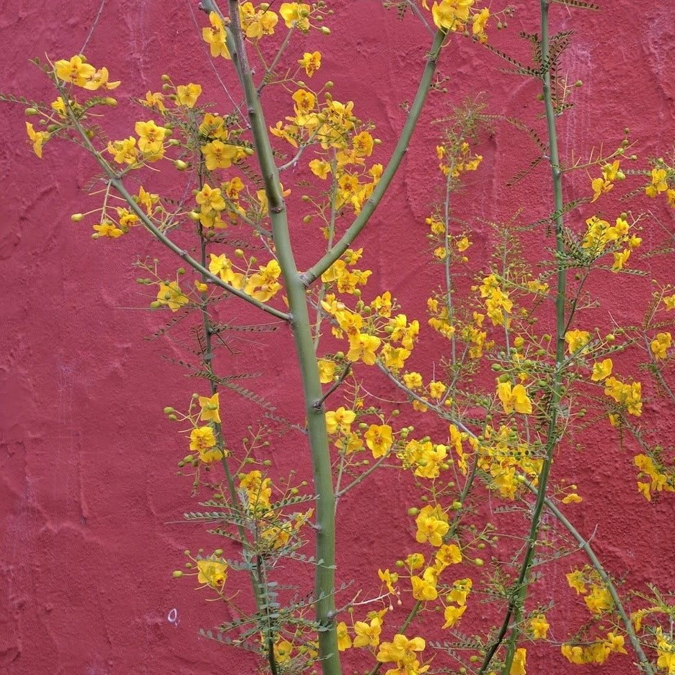 Cercidium 'Desert Museum' (syn. Parkinsonia) - Desert Museum Palo Verde