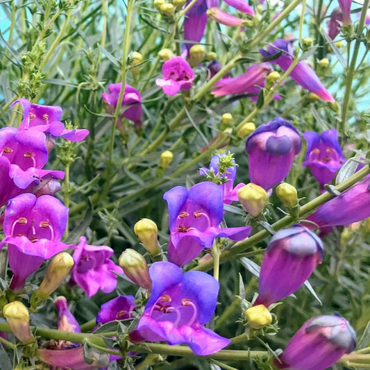Penstemon heterophyllus 'Margarita BOP' - Foothill Penstemon