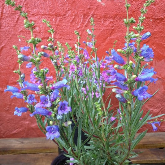 Penstemon heterophyllus 'Electric Blue' - Electric Blue Foothill Penstemon