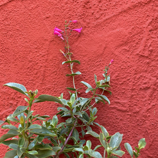 Penstemon pseudospectabilis - Desert Penstemon