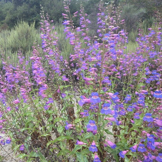 Penstemon spectabilis - Showy Penstemon