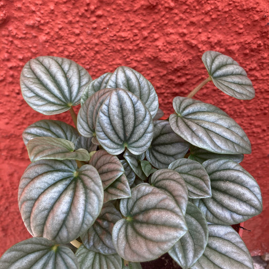 Peperomia 'Frost'