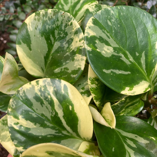 Peperomia 'Marble'