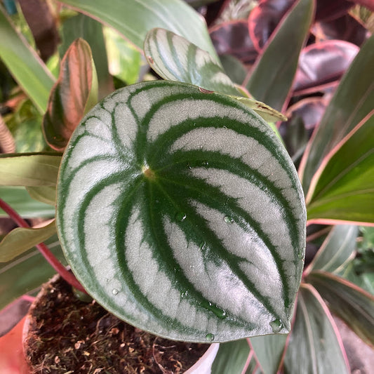 Peperomia argyreia - Watermelon Peperomia