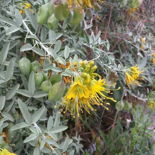 Peritoma arborea (syn. Cleome isomeris) - Bladderpod